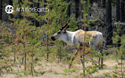 Hatfield receives grant from Microsoft’s AI for Earth program, accelerating our work in caribou habitat disturbance mapping in northern Canada